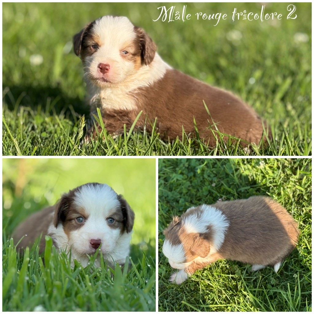 Des Terres De L'Avesnois - Chiots disponibles - Berger Américain Miniature 