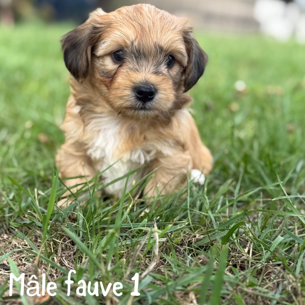 Des Terres De L'Avesnois - Chiots disponibles - Bichon Havanais