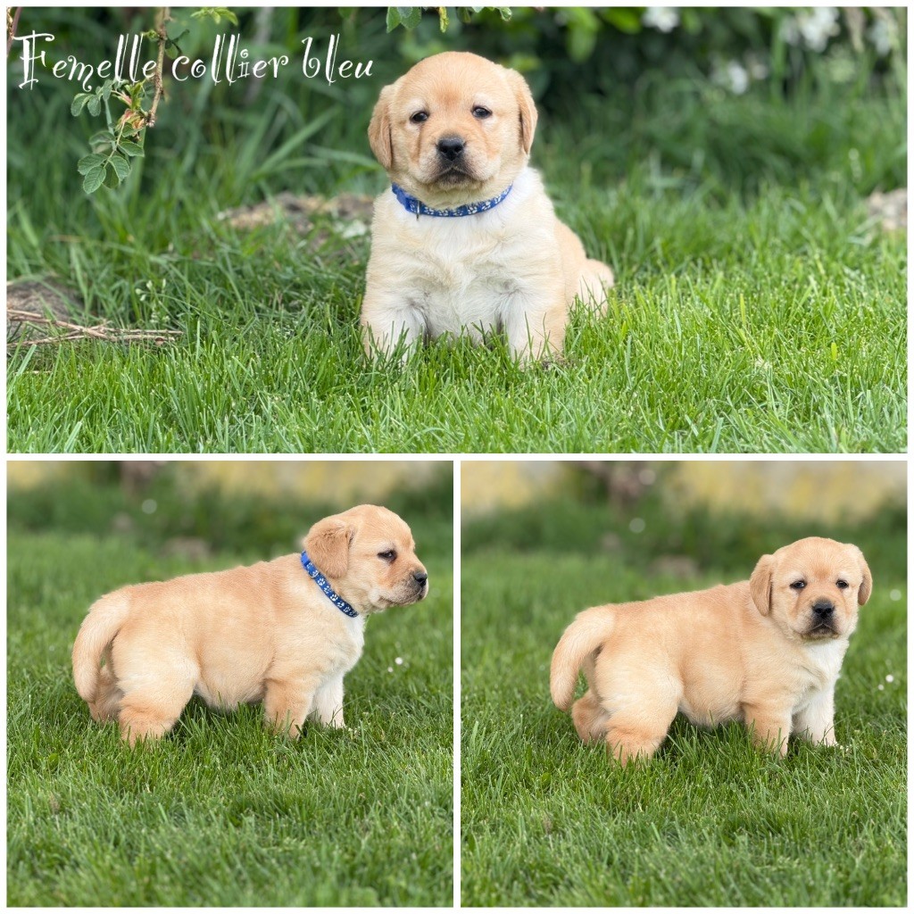 Des Terres De L'Avesnois - Chiots disponibles - Labrador Retriever