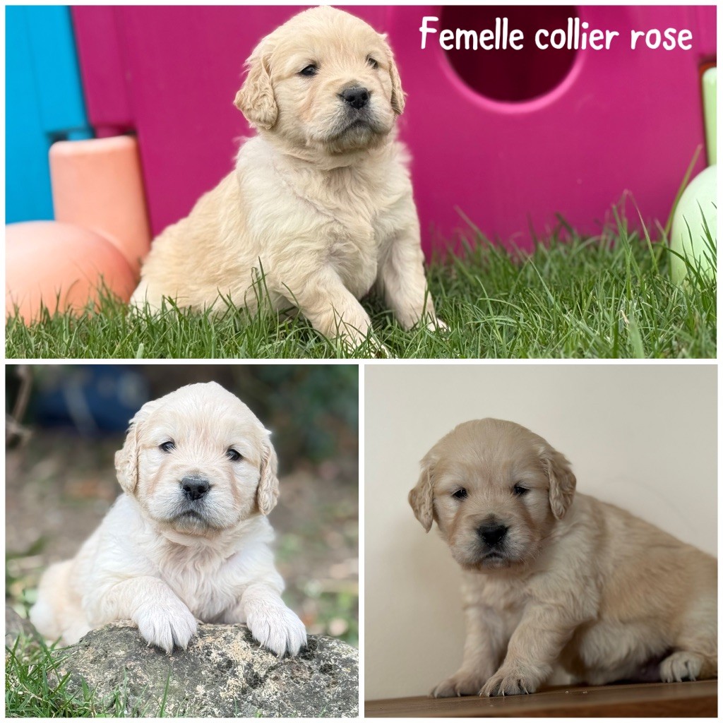 Des Terres De L'Avesnois - Chiots disponibles - Golden Retriever