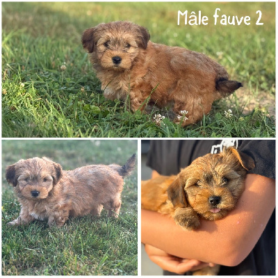 Mâle fauve 2 
