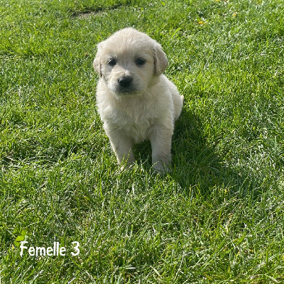 Femelle 3 