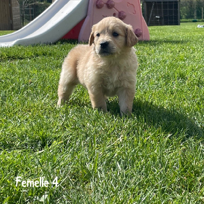 Femelle 4 