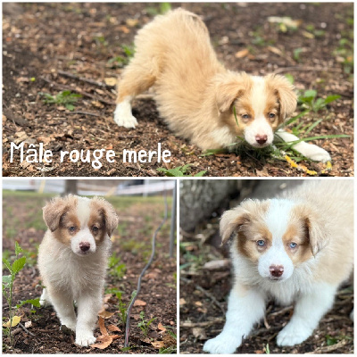 Mâle rouge merle 2 