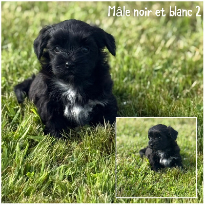 Mâle noir et blanc 2 