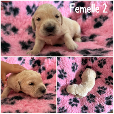 Femelle 2 