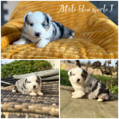 Mâle bleu merle 1