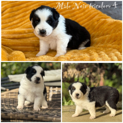 Mâle Noir tricolore 4