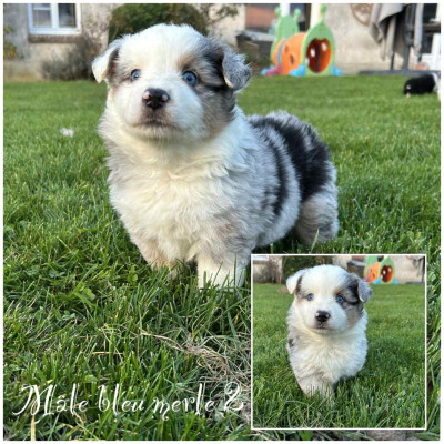 Mâle bleu merle 1
