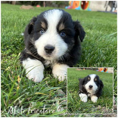 Mâle Noir tricolore 5