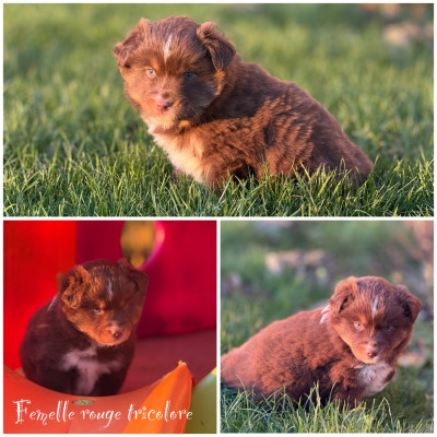 Femelle rouge tricolore
