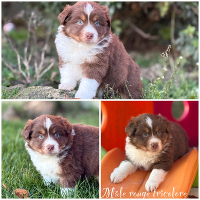 Mâle rouge tricolore
