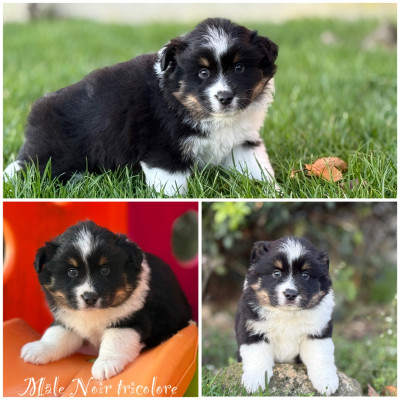 Mâle Noir tricolore