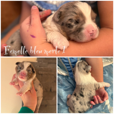 Femelle bleu merle 1