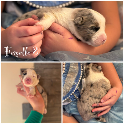 Femelle bleu merle 2