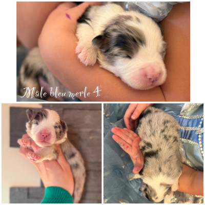 Mâle bleu merle 4