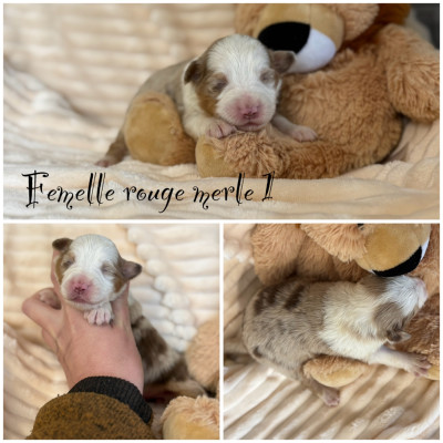 Femelle rouge merle 1