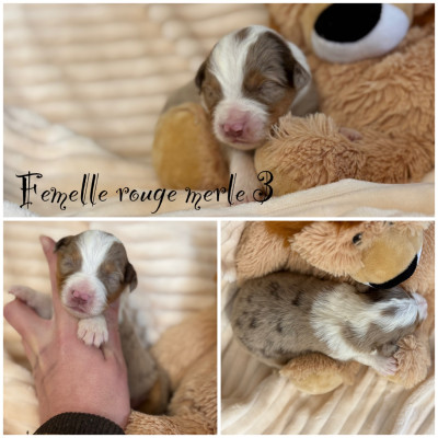 Femelle rouge merle 3