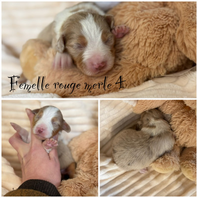 Femelle rouge merle 4