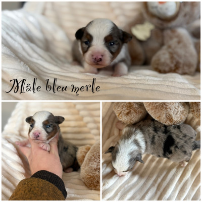 Mâle bleu merle