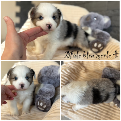 Mâle bleu merle 4