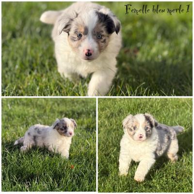 Femelle bleu merle 1