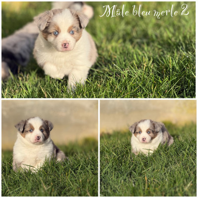 Mâle bleu merle 2