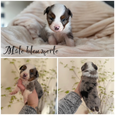 Mâle bleu merle