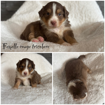 Femelle rouge tricolore 2