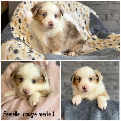 Femelle rouge merle 1