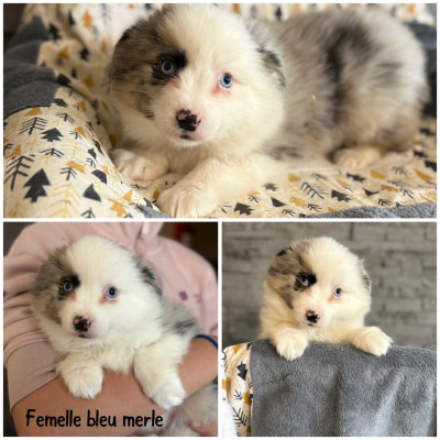 Femelle bleu merle 2