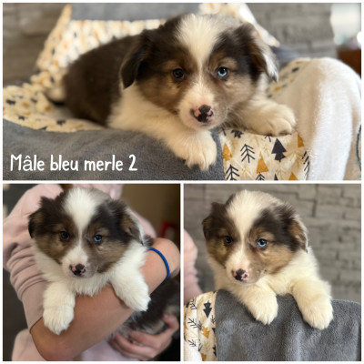Mâle bleu merle 1