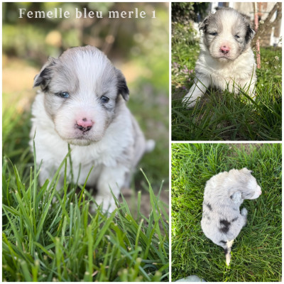 Femelle bleu merle 1