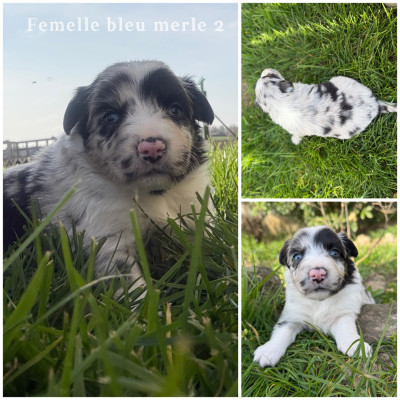 Femelle bleu merle 2