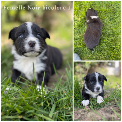 Femelle Noir bicolore 1
