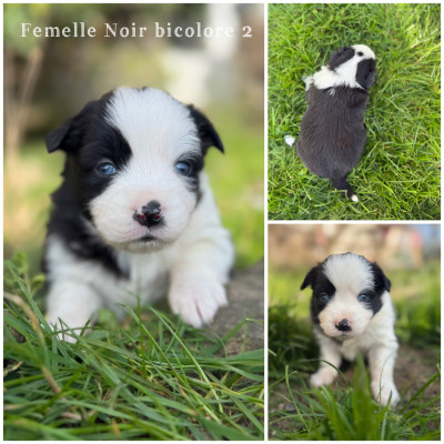 Femelle Noir bicolore 2