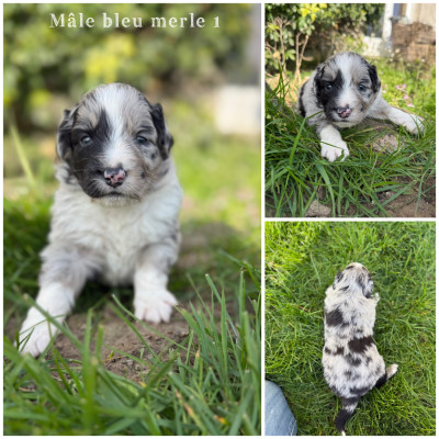 Mâle bleu merle 1