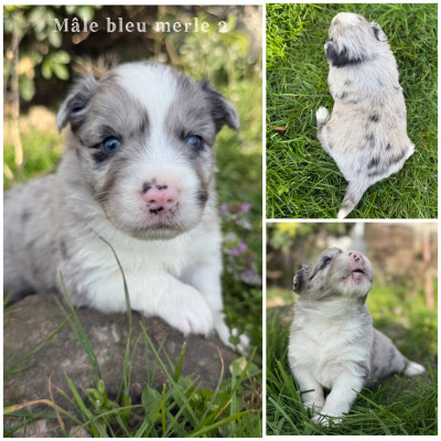 Mâle bleu merle 2