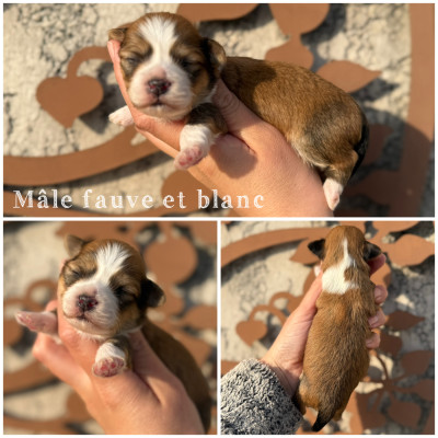 Mâle fauve et blanc