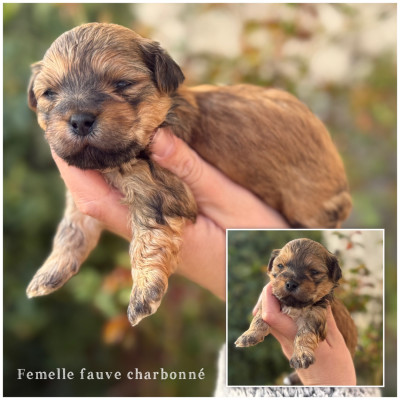 Femelle fauve charbonnée