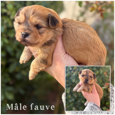 Mâle fauve