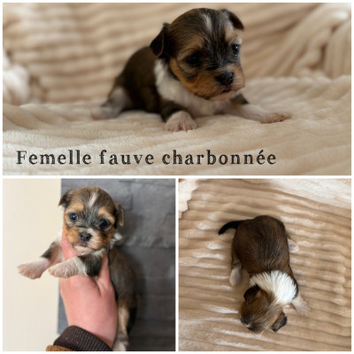 Femelle fauve charbonnée