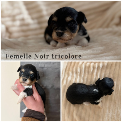 Femelle Noir tricolore