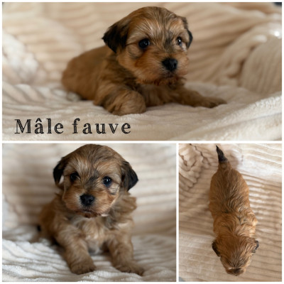 Mâle fauve