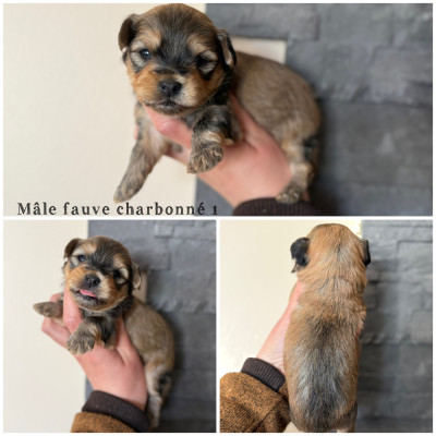 Mâle fauve charbonné 1