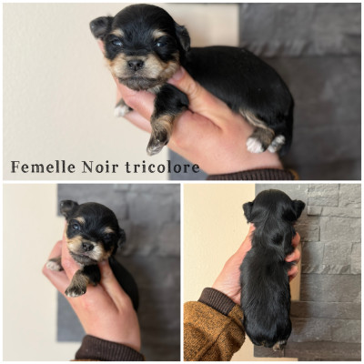 Femelle Noir tricolore