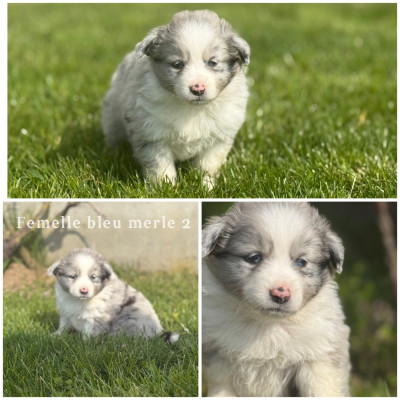 Femelle bleu merle 1