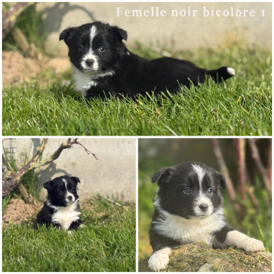 Femelle Noir bicolore 1