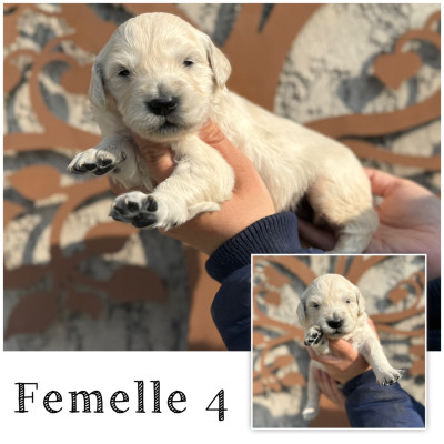 Femelle 4