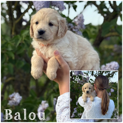 Balou